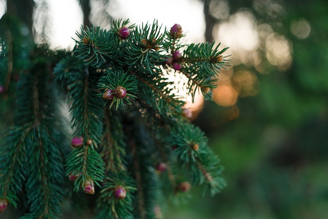 the-guide-to-artificial-christmas-trees